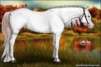 Horse Color:Liver Chestnut Appaloosa 