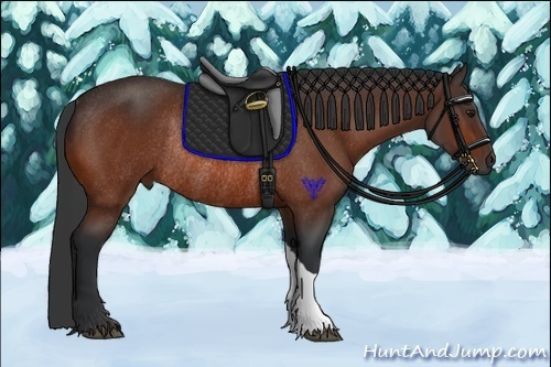 Horse Color:Bay Rabicano 