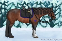 Horse Color:Bay Rabicano 