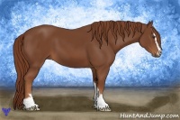 Horse Color:Chestnut Sabino