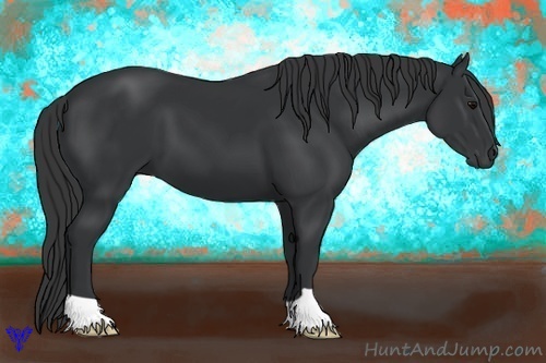 Horse Color:Black 