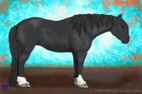 Horse Color:Black 