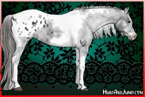 Horse Color:White Spotted Black Splash Tobiano Frame Appaloosa 