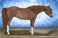 Horse Color:Chestnut Rabicano 