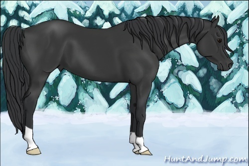 Horse Color:Black 