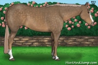 Horse Color:Chocolate Palomino Sabino 
