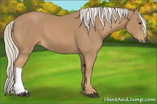 Horse Color:Palomino 