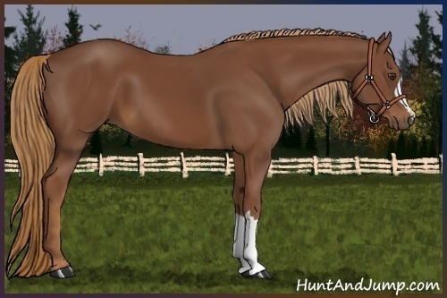 Horse Color:Chestnut 