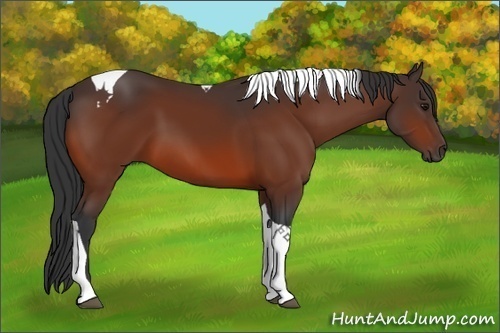 Horse Color:Bay Tobiano 