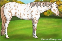Horse Color:Gold Champagne Ice Appaloosa 