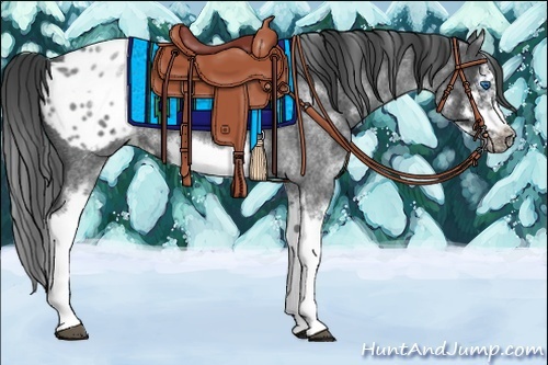 Horse Color:White Spotted Blue Roan Splash Frame Appaloosa