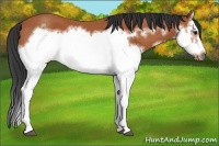 Horse Color:Bay Splash Frame 