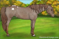 Horse Color:Chestnut Appaloosa