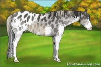 Horse Color:Buckskin Splash Appaloosa 