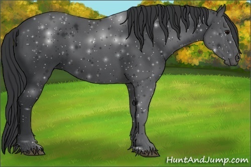 Horse Color:Black Sabino 