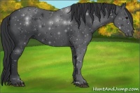 Horse Color:Black Sabino