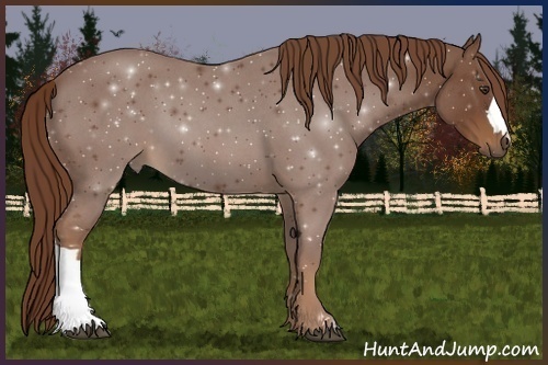 Horse Color:Red Roan 