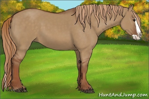 Horse Color:Red Dun Splash 
