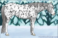 Horse Color:Black Ice Splash Appaloosa