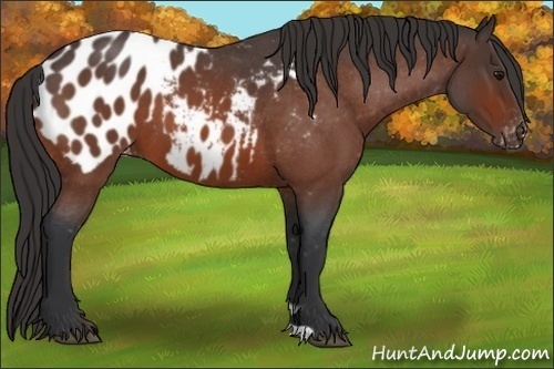 Horse Color:Bay Roan Appaloosa