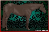 Horse Color:Liver Chestnut Rabicano 