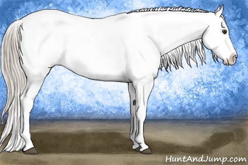 Horse Color:Chocolate Palomino Ice Tobiano Appaloosa