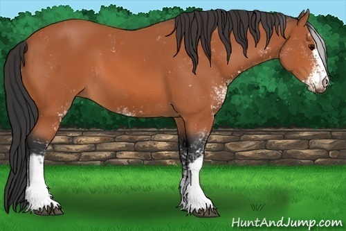 Horse Color:Bay Sabino