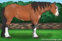 Horse Color:Bay Sabino 