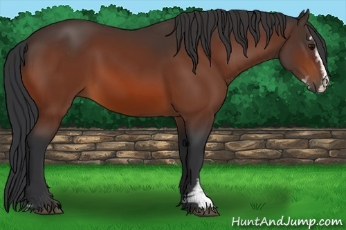 Horse Color:Bay Sabino 