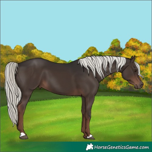 Horse Color:Liver Chestnut Mushroom 