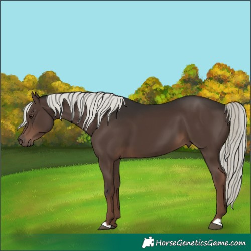 Horse Color:Liver Chestnut Mushroom 