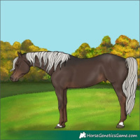 Horse Color:Liver Chestnut Mushroom 