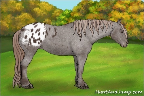 Horse Color:Liver Chestnut Appaloosa