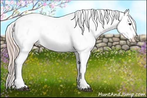 Horse Color:Chocolate Palomino Appaloosa 