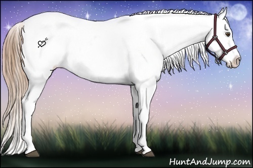 Horse Color:White Spotted Liver Chestnut Ice Appaloosa 