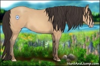 Horse Color:Amber Champagne 