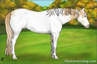 Horse Color:White Spotted Gold Champagne