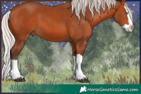 Horse Color:Silver Bay Splash 