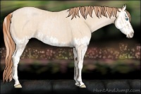 Horse Color:Buckskin Roan Pearl and Buckskin Roan Pearl Splash