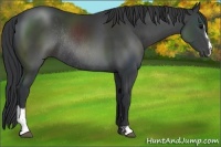 Horse Color:Black Sabino Rabicano 