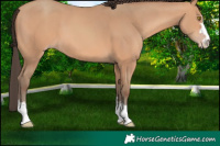 Horse Color:Amber Champagne 