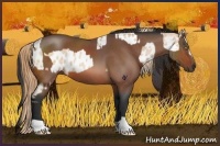 Horse Color:Bay Roan Pearl Appaloosa  and Bay Roan 