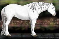 Horse Color:Liver Red Roan Splash Appaloosa Rabicano 