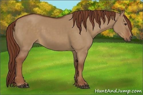 Horse Color:Red Dun