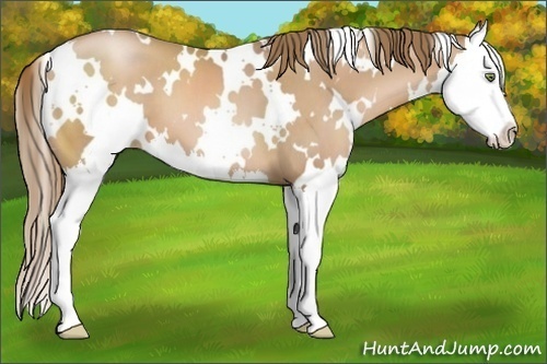 Horse Color:White Spotted Liver Chestnut Pearl Splash