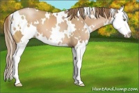 Horse Color:White Spotted Liver Chestnut Pearl Splash 