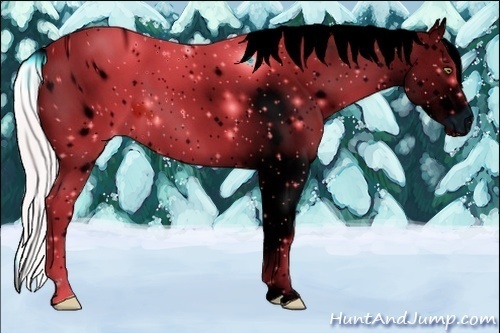 Horse Color:ERROR: UNKNOWN ANOMALY