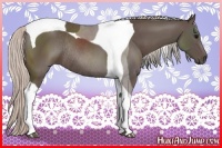 Horse Color:Silver Black Sabino Tobiano Rabicano