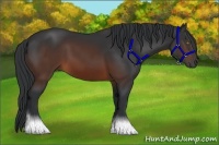 Horse Color:Brown Sabino