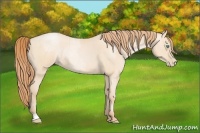Horse Color:Buckskin Roan Pearl  and Buckskin Roan Pearl 
